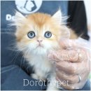 광주강아지분양 고양이분양 도로시펫 이미지