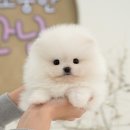 내품에 강아지 | 천안강아지분양 미유펫 방문 후기