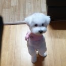 오도DOG 펫살롱 이미지