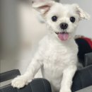 고대영동물병원 이미지