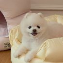 댕글하우스 이미지