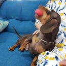 개전부리 이미지