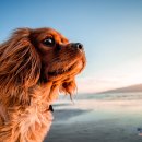 능곡동물병원 이미지