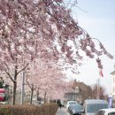 조경기능사 이미지