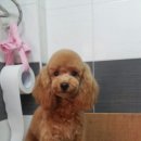 살랑살랑 펫미용 이미지