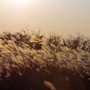 하늘공원 이미지