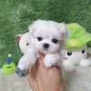 광주강아지분양 고양이분양 펫왕국 이미지