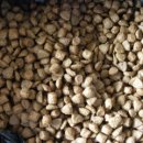 인트라젠 이미지