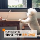 냥집사 추천 아이템 아이라이프 로봇청소기