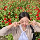 10월 전북여행 정읍 구절초 꽃축제 폐막 이후 다녀온 후기 + 개화 상태
