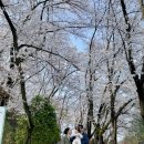 연우북카페 | [대전 중구] 23개월 아기랑 벚꽃구경(하원 후 가볼만한 곳-테미공원, 테미문학관)