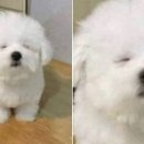 오늘도 댕댕이 이미지