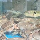 청연포차 이미지