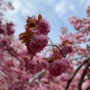 왕벚꽃식당 이미지