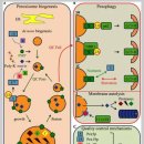 Re:Peroxisome degradation in mammals: mechanisms of action, recent advances, and perspectives 이미지