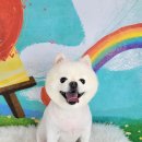 포미펫샵 이미지