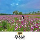 울산광역시농업기술센터 | 청주시 농업기술센터 뒤 무심천 코스모스 개화현황 주차 데이트코스 충북 가볼만한곳