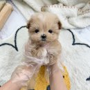 요기독 강아지분양 고양이분양 수원본점 이미지