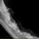 늘곁에동물병원 이미지