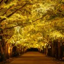 미수로가로수 이미지