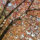 이노센스 이미지