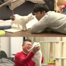 도도한고양이 이미지