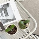 로자리안 이미지