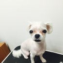 도리도리펫샵 이미지