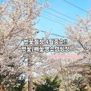 베이컨 홍천 | 홍천 캠핑장 홍천불멍멍글램핑캠핑장 반려견 글램핑 후기