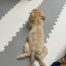 홈즈펫타운 이미지