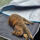 싸바이디 게스트하우스 이미지