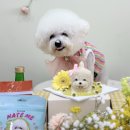 봄이까까 이미지