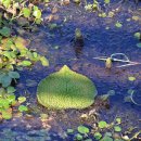 서면 동산 생태공원 이미지