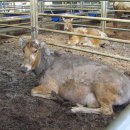 우환농장 이미지