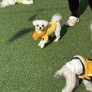 범어애견 이미지