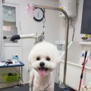 강아지 이발소 이미지