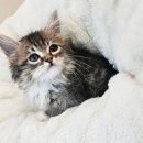 컴투펫 강아지분양 고양이분양 인천본점 이미지