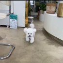 데우즈