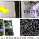 동실농장 Daum카페
