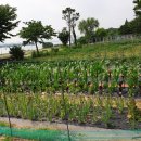 일심식당 이미지