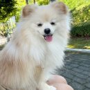 동탄2 제3호 체육공원 농구장 | 동탄 센트럴파크 주차장 요금, 공원 애견동반 산책