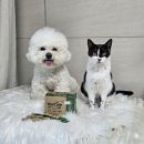 웰케어동물병원 | 반려동물 영양제 웰케어GI 2년 넘게 먹여본 찐 후기!