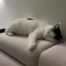 팡팡게임장(일-120호) | [일상] 25년 9월 셋째주 - 마지막 주 주간일기+집사일기