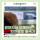 인천공항제2교통센터지1층대합실 | 강아지랑 출국 - 공항버스, 인천공항 강아지 쉼터, 에어캐나다 AC064 후기