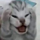 또또 이미지