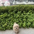 마마스미독 강아지분양 인천점 | 인천강아지분양 마마스미독 강아지분양 인천점 즐겁고 만족스러운 분양 경험