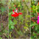 칠곡양떼목장 이미지