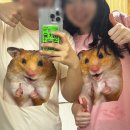 테무깡! 성공템 후기