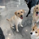 댕댕아 놀자 이미지