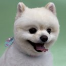 러블리펫그루밍 이미지